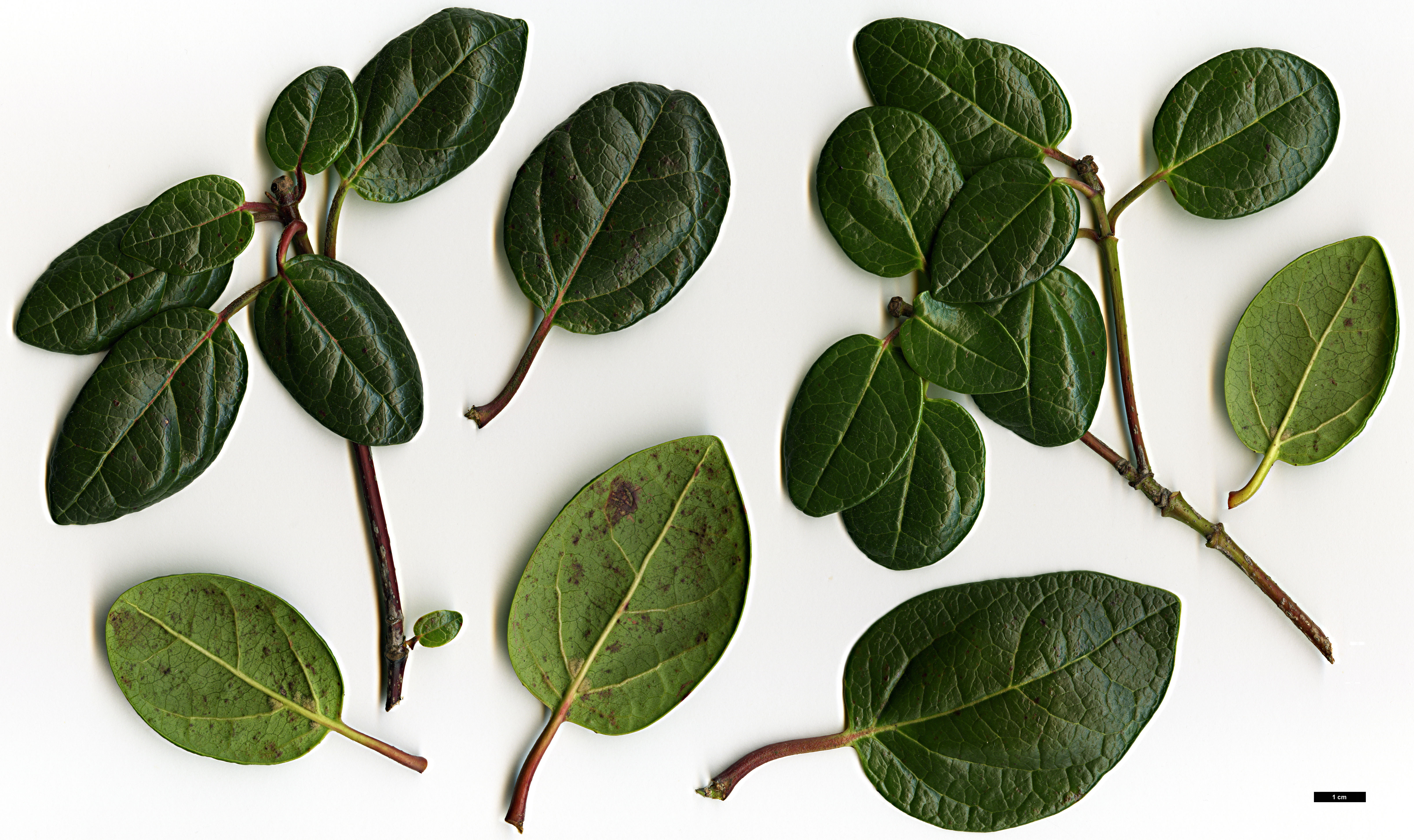 High resolution image: Family: Adoxaceae - Genus: Viburnum - Taxon: treleasei